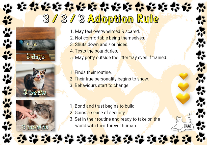 adopting-adoption-form-harrogate-cat-rescue